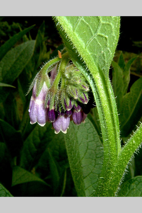 Comfrey