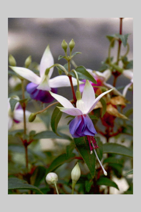 Fuscia