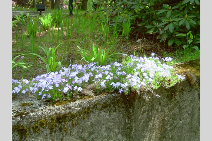 Garden Wall