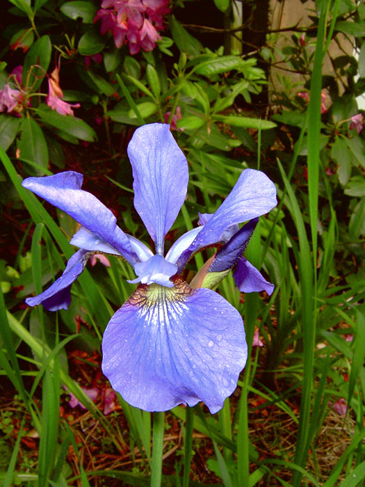 Iris-closeup