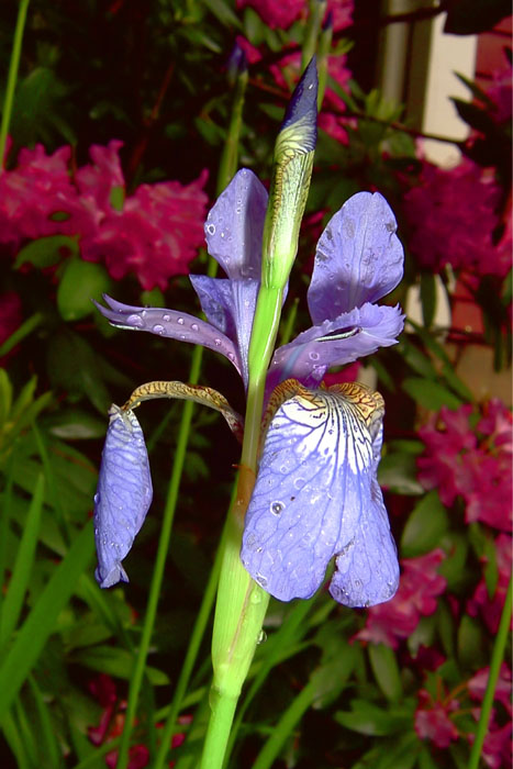 Iris-flash