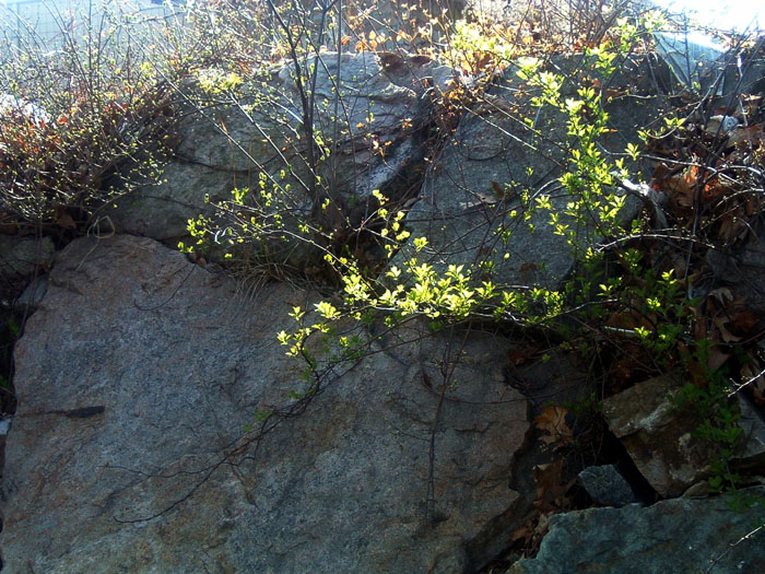 Rocks-spring-leaves