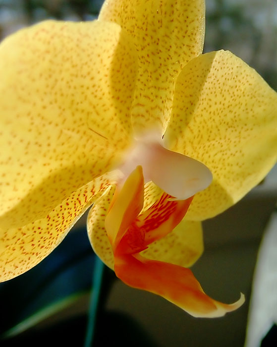 Sunlit Orchid
