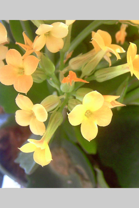 Yellow-closeup