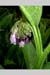 Comfrey