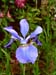 Iris-closeup