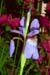 Iris-flash