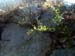 Rocks-spring-leaves
