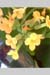 Yellow-closeup